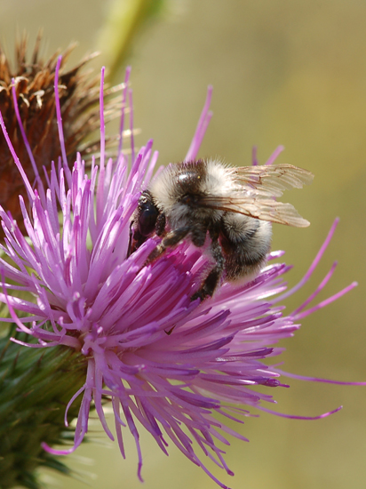 Bombus fervidus